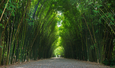 tunnel de bambou en Thaïlande