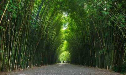 Papier Peint photo Lavable Bambou tunnel de bambou en Thaïlande