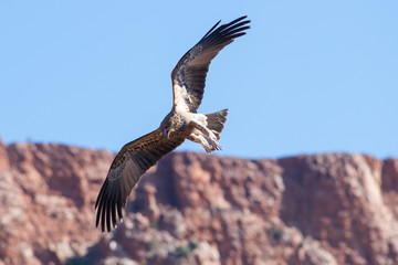 Greifvogel vor einem australischen Felsmassiv