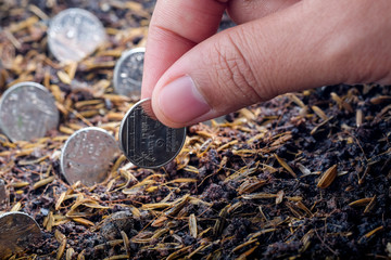 Money growth concept coins in soil