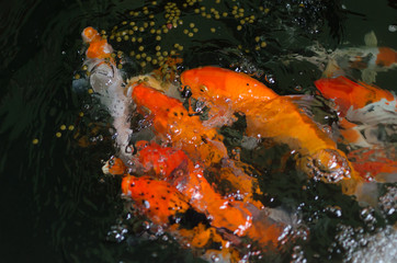  Koi fishes in a fish pond wait some food from the tourist