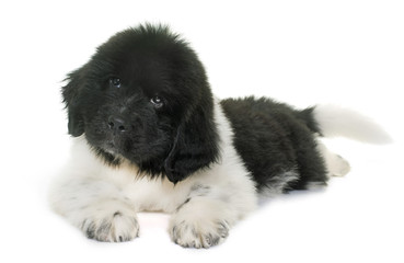 black and white puppy newfoundland dog
