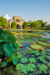 Seerosenteich Wilhelma
