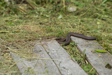 snake on the white background