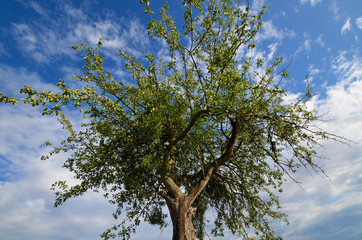 Apple tree against the sky with clouds