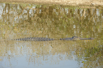 Saltwater Crocodile, Yellow River, Australia