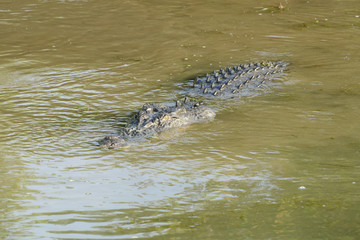 Saltwater Crocodile, Yellow River, Australia