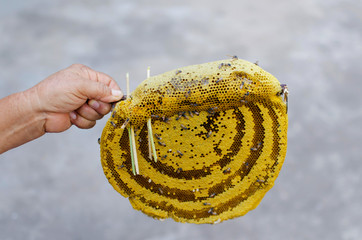 Honeycomb closeup with hand
