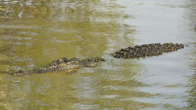 Saltwater Crocodile, Yellow River, Australia