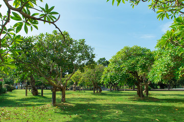 Summer sky and trees