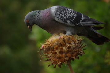 Pigeon ramier sur un chardon, parc floral Paris