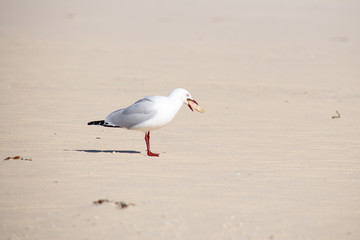 Möwe am Sandstrand fressend