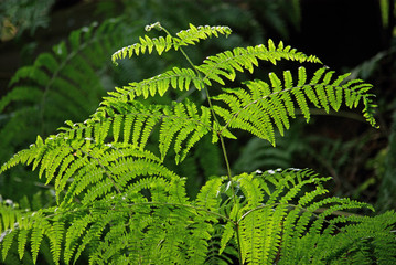 Fougère en sous-bois au lever du soleil, parc floral Paris