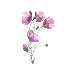 Wildflower flower poppy in a watercolor style isolated. Full name of the herb: papaver, poppy, opium poppy. Aquarelle flower could be used for background, texture, pattern, frame or border.