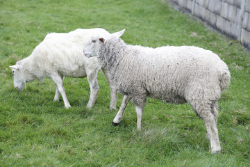 Fototapeta premium Two sheeps grazing in a meadow