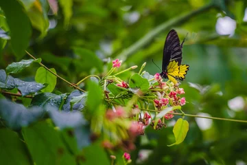Fototapeten Schmetterling im Grünen auf einer Blume © Relocating Happiness