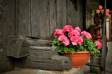 Red geranium flower, potted plant on rural black wooden porch