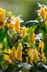 Foto auf Leinwand Gelbe Blume in einem Busch © Relocating Happiness