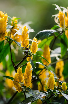 Gele bloem in een struik