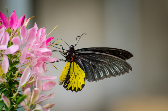 Zwartgele flinder op een roze bloem