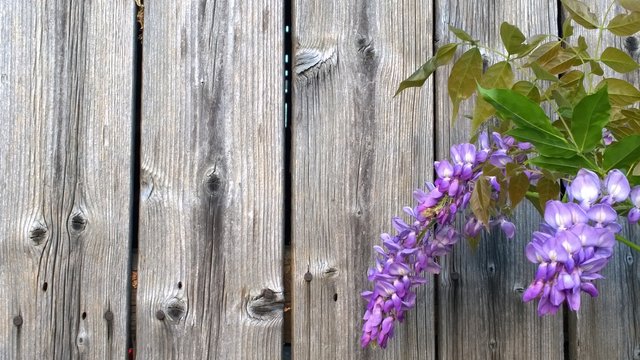 Fototapeta Синий цветок глицинии на деревянном фоне