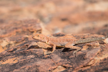 Obraz premium Rote Eidechse auf roten Fels, Australien