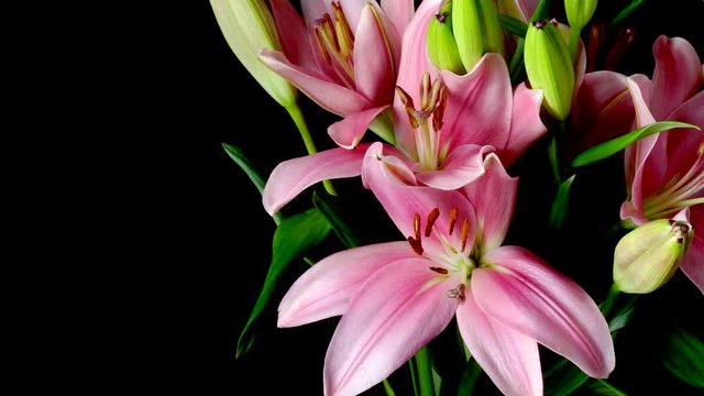 Time-lapse of pink Asiatic lily flowers blooming. Studio shot over black.