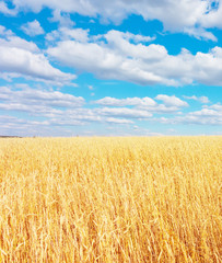 Fototapeta premium golden wheat field