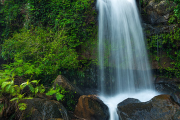 Obraz premium waterfall in the forest