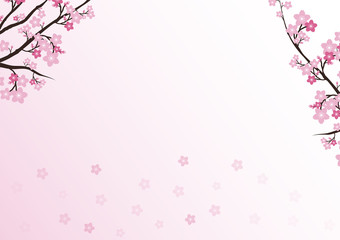 Cherry blossom, Sakura pink flowers background.Vector Card  Illu