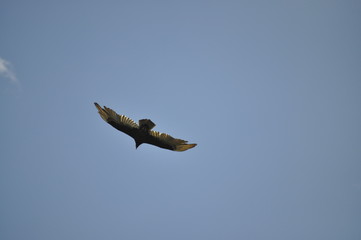 Seagull Soaring in the Sky