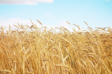 Plakat golden wheat field