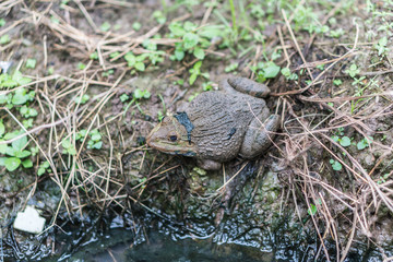 a frog in the water