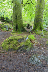 Wet tree trunk and green moss in forest close-up