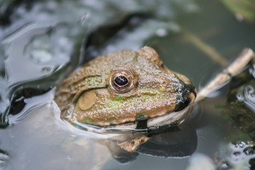 a frog in the water