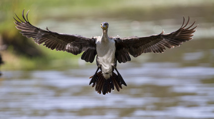 White breasted cormorant take off from dam to hunt fish