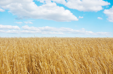 golden wheat field