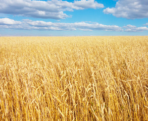 golden wheat field