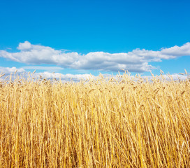 golden wheat field