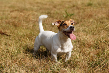 Jack Russell Terrier dog waiting for a command