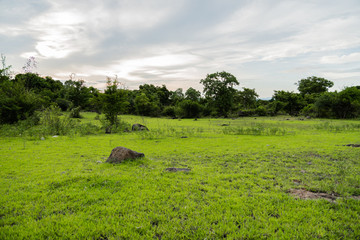 Beautiful forest landscape