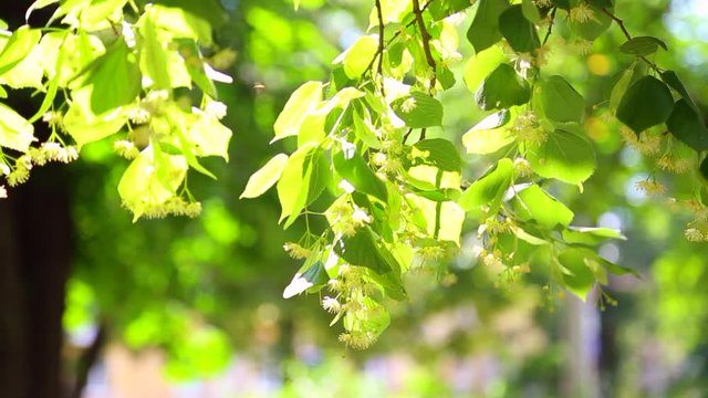 Beautiful sunlight through green leaves and flowers of linden tree on spring summer morning. Nature background. Real time full hd video footage.