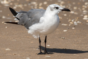 Seagulls on South Padre Beach, Texas