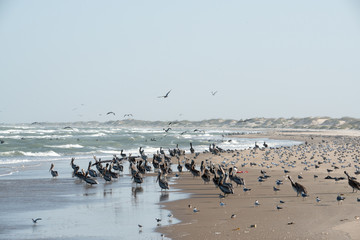 Pelicans at South Padre Beach