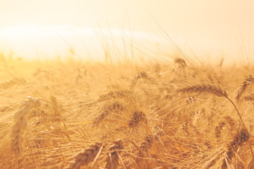 golden wheat field and ears of corn © BigDreamStudio