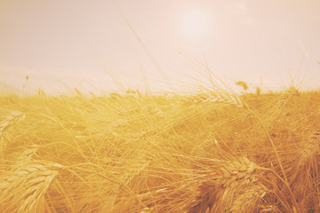 golden wheat field in a sunny day