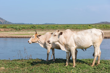 Cow on field