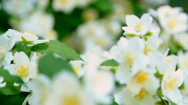 Close up of green bush with fresh white flowers. Beautiful spring or summer nature background. Real time full hd video footage.