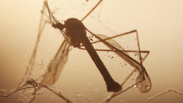 Tote Schnacke im Morgentau