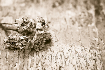 Faded roses on an old painted wooden background